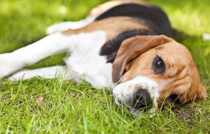 borelioză la câini simptome și tratament 
