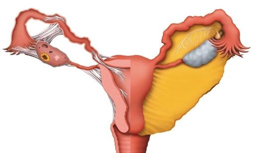 anatomia sistemului reproductiv feminin
